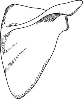 今すぐほぐそう肩甲骨！