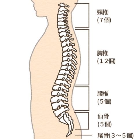 胸を横に向ける(回旋させる)時に、腰(腰椎)￼を捻るイメージは間違いです。