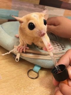 もふもふ　光が丘IMA店