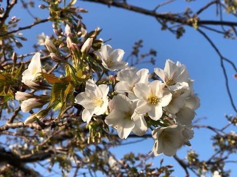 本日（３/２９）の空き状況のお知らせ☆