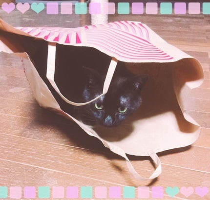 ふくろいりする猫