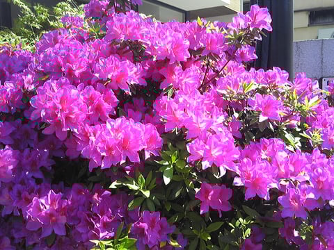 Re.Ra.Kuの「健康管理サービス」♪ゆる～☆らく～ぶろぐ（18）