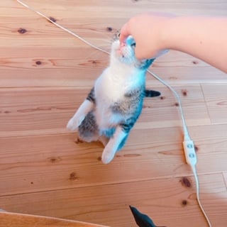 ぬこさん
