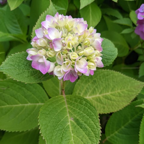 7月6日は何の日？