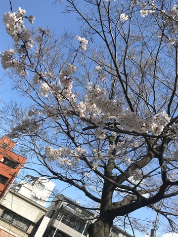 最近桜が咲いてきましたね(*^^*)/3/23(金)のご案内