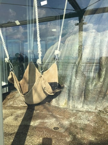 カワウソちゃん