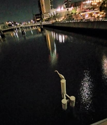 でかい野鳥発見！🐓