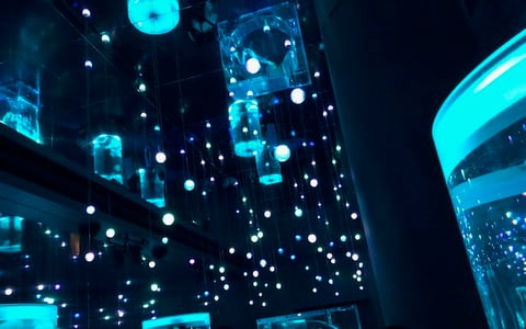 くらげといるか