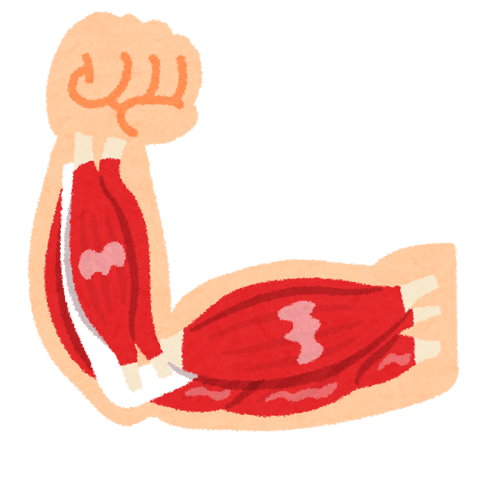 手と肩の筋肉は繋がっている｜マッサージのように気持ちいい、肩甲骨ストレッチのリラク日本橋店【東京駅,日本橋駅,大手町駅,三越前駅すぐ】