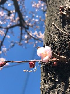 ちょっとしたアロマの紹介と望月からのお知らせ