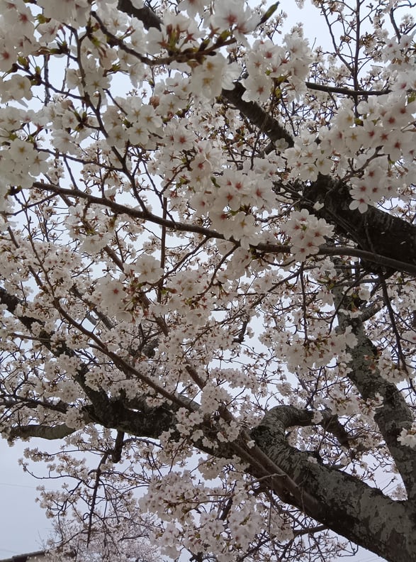 4/7～ 予約の空き状況!