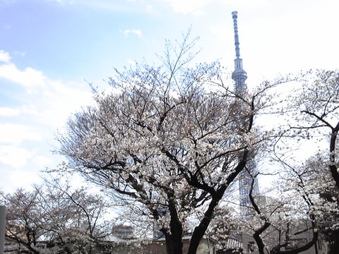 満開近し！隅田川の桜♪ゆる～☆らく～ぶろぐ（16）