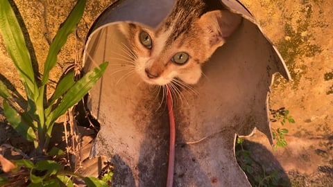 だんだん近づいてくる猫 ②