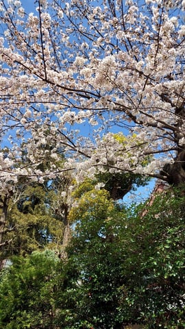 春爛漫の空、心躍るそよ風のハーモニーのって、お日頃頑張れていらっしゃるお身体をスッキリなさってってくださいませ♪