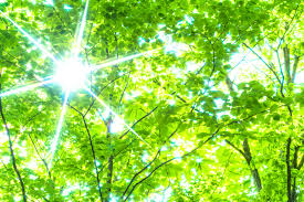 4/29(月）GWは森林浴でリフレッシュ！