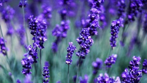 ５月もあと残り１週間！！