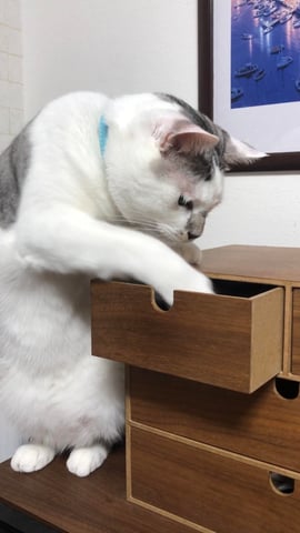 愛猫の特技