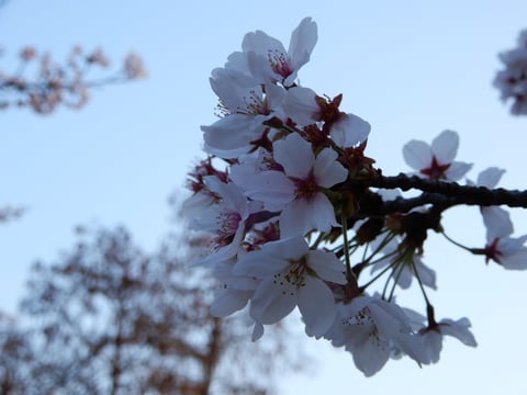 桜の季節ですね／三軒茶屋