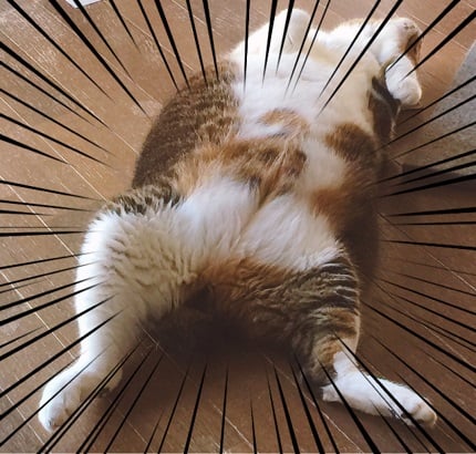 おっぴろげ猫