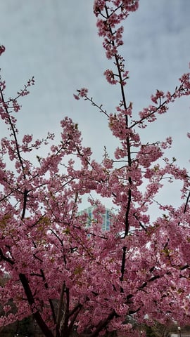 桜舞いゆく芝公園散策♪歩き疲れたフットへアプローチ＆お日頃のお疲れをスッキリボディケアいかがでしょうか♪