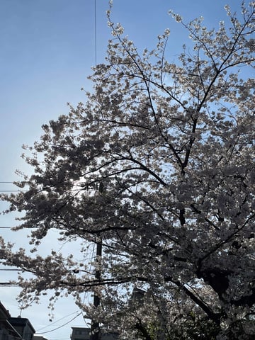 桜が満開でしたね!