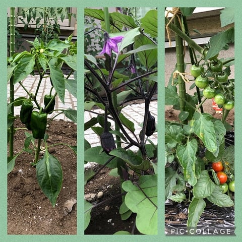 夏野菜クイズ正解発表