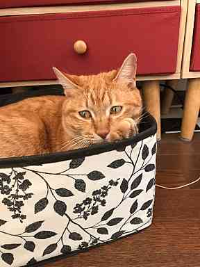 深夜に猫様にたたき起こされるの巻