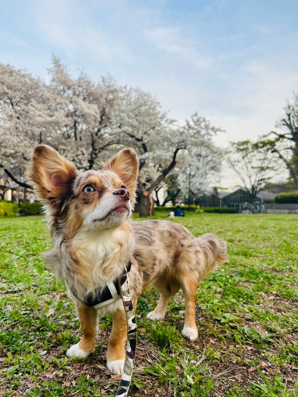 桜が咲きました！！！