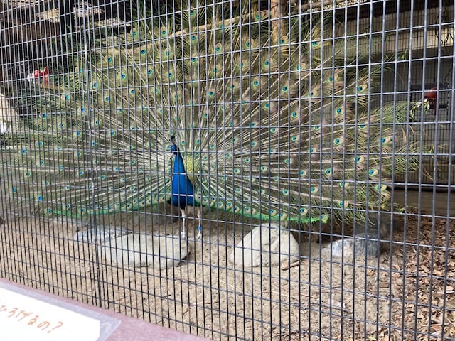 久しぶりに動物園！