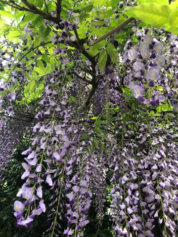 紫色のカーテン