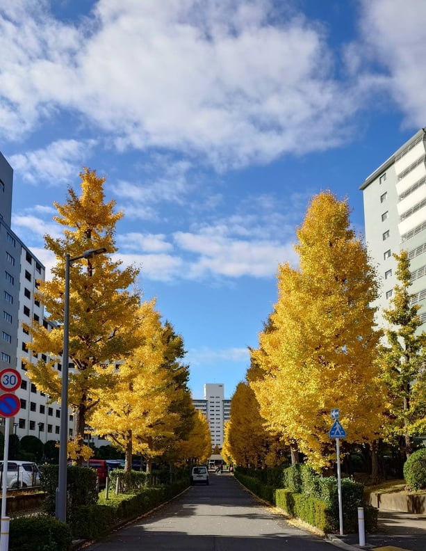 紅葉が見れました！🍂