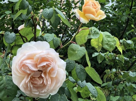 お好きな癒しは？