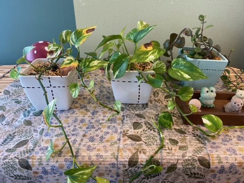 中野マルイ店のみどり🍃