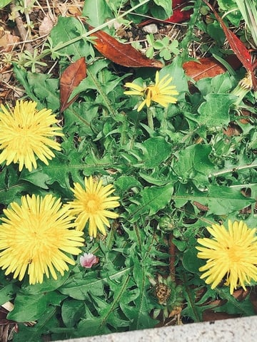 ちいさいはるみつけた2