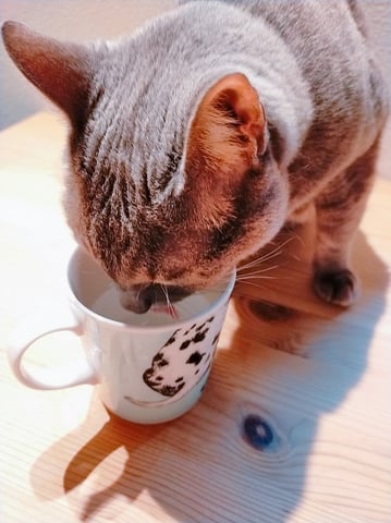 一口ちょうだい