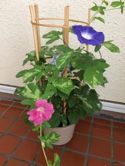 夏のだるさをためない