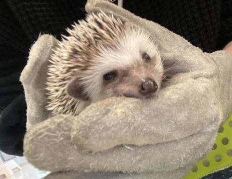 【Echika表参道店】最近の癒し