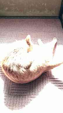 春の陽に猫喜ぶ