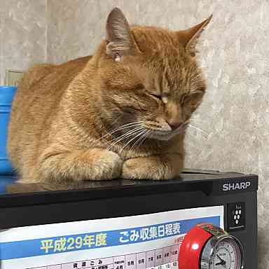 冷蔵庫と猫(キミは高い所がなぜ好きなの？)