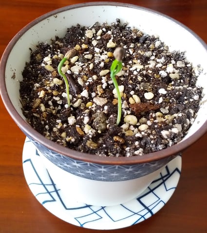 盆栽始めました