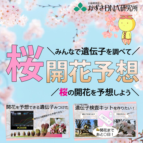 みんなで遺伝子を調べて\桜の開花予想/をしよう！