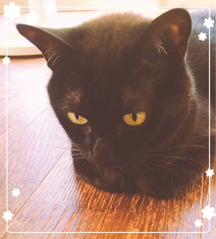 黒猫は何を思う