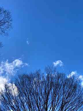 冬麗(ふゆうらら)