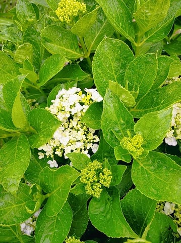 紫陽花少し咲いてきました