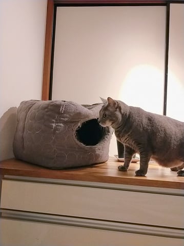 けじゃらのお気に入り