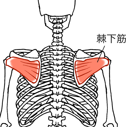 肩甲骨ってなに? 筋肉編その7 リラク北浦和