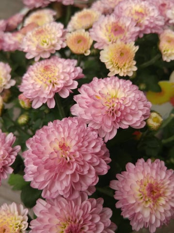 『また春に会いましょう』