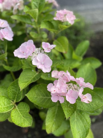 朝露に濡れる紫陽花
