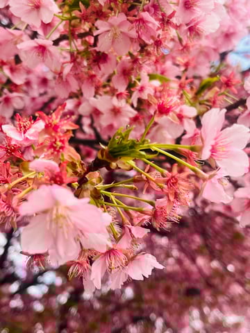 桜の便りが届きました🌸