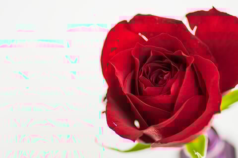 バラの香りには。。